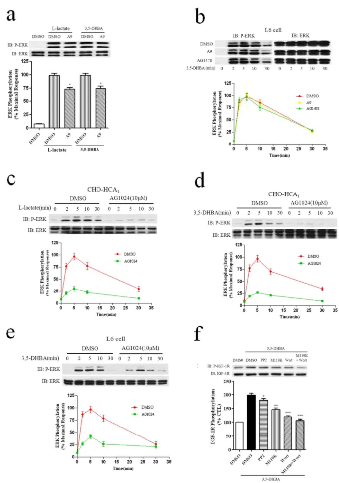 Figure 7. HCA 1 -induced ERK1/2 activation is dependent on insulin like growth factor-I receptor transactivation