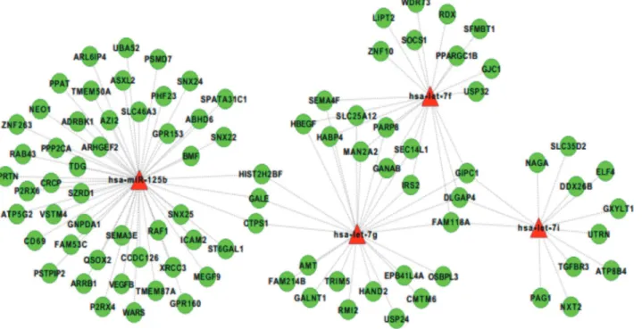 Fig 3. miRNA-mRNA interaction networks. miRNA-mRNA interaction networks built by Cytoscape
