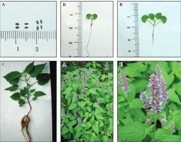 Fig. 1. Age stages of Agastache rugosa: A – seed; Б – germ; В – juvenile plant; г – virginal plant; Д – generative plant; 