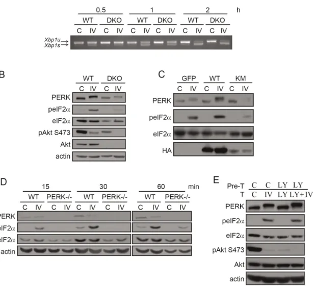 Figure 2. Pharmacological modulation of Akt with Akt-IV activates all three UPR branches: PERK responds first