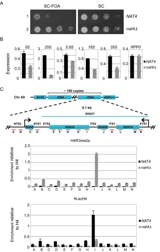 Figure 2. Deletion of NAT4 enhances silencing and H4R3me2a deposition across the rDNA locus