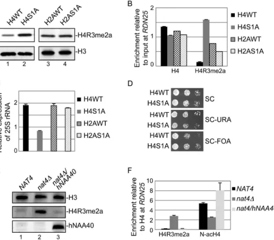 Figure 3. Nat4 inhibits rDNA silencing and H4R3me2a through N-terminal acetylation of H4