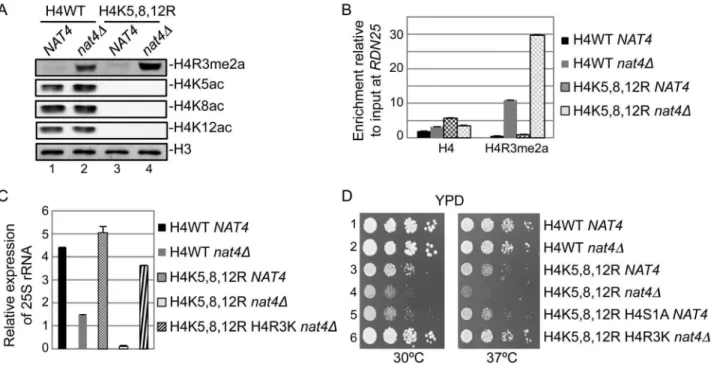 Figure 5. N-acH4 acts synergistically with H4K5, 8, 12 acetylation to control rDNA silencing, H4R3me2a and cell growth