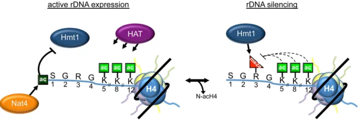 Figure 7. Model depicting the role of N-acH4 in rDNA silencing. When rDNA expression is required, Nat4-catalyzed H4 N-terminal acetylation inhibits Hmt1-mediated H4R3me2a