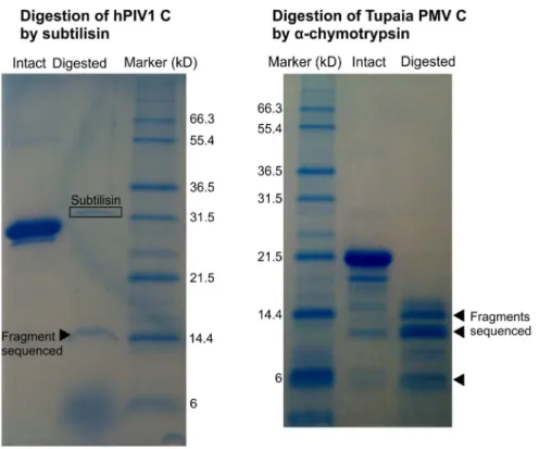 Figure 12. Limited proteolysis of the C proteins of hPIV1 and Tupaia PMV. Digestion profiles of hPIV1 C (left) and Tupaia PMV C (right), visualized by SDS-PAGE and Coomassie blue staining