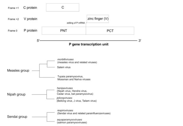 Figure 1. Organization of the P/V/C gene of Paramyxovirinae and phylogeny of the C proteins