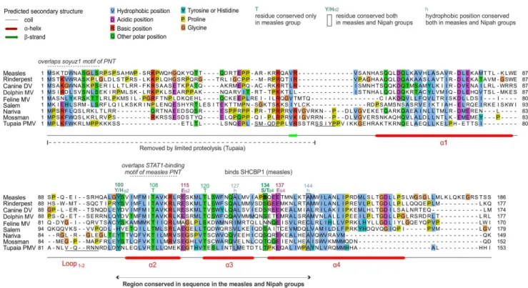 Figure 2. Alignment of the C proteins of the measles group. Numbering corresponds to measles virus