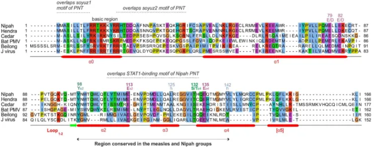 Figure 4. Alignment of the C proteins of the Sendai group. Conventions are the same as in Figure 2