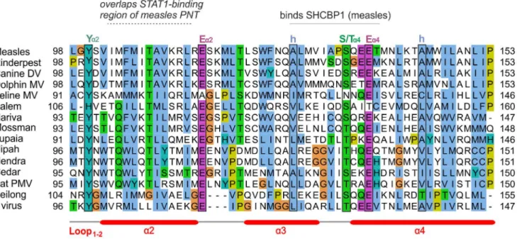 Figure 5. Alignment of the C proteins of the measles and Nipah groups. Conventions are the same as in Figure 2