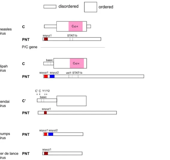 Figure 7. Alignment of the central region of PNT of the measles and Nipah groups (not corrected by using the C frame)