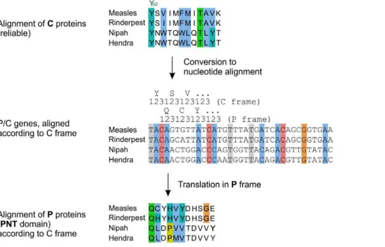 Figure 9. Alignment of the region of PNT of the measles and Nipah groups containing STAT1-binding sites, corrected by using the C frame