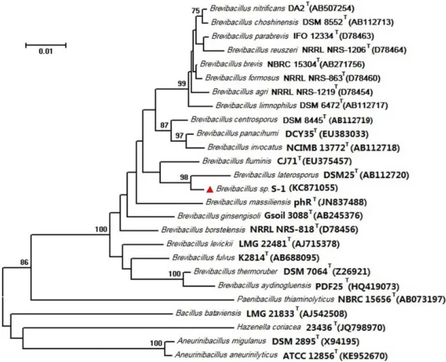 Figure 1. Phylogenetic dendrogram of Brevibacillus sp. S-1 and its related species based on 16S rRNA gene sequence similarities