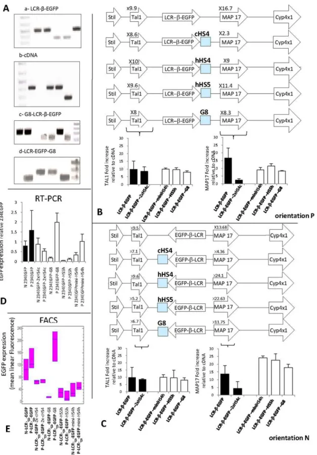 Figure 3. Insertion of hHS4, hHS5 and hG8 repeat do not block activation of Tal1 and Map17