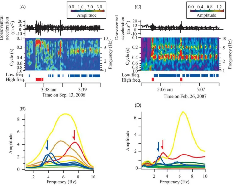 Figure 1. Spectrogram calculated from dorsoventral acceleration (black line) of a streaked shearwater and a wandering albatross during takeoff from the sea surface and subsequent flight