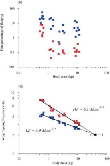 Table 1. Allometric relationships between flapping frequencies ( HF : high frequency in Hz, LF : low frequency in Hz) and body mass ( Mass in kg) for 26 birds from 5 species and between wing sizes ( WS : wing span in m, WA : wing area in m 2 ) and body mas
