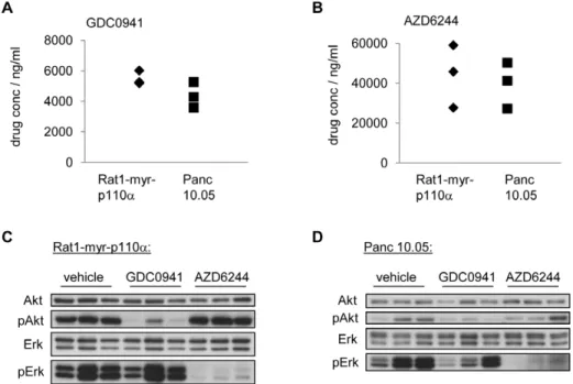 Figure 6. GDC0941 and AZD6244 in vivo treatment inhibits pAKT and pERK respectively. Indicated tumor-bearing mice were treated with a single dose of either GDC0941 100 mg/kg p.o., or AZD6244 50 mg/kg p.o., or with vehicle control