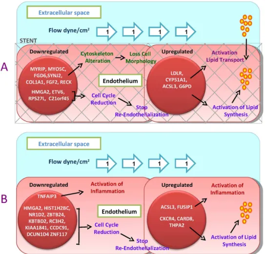 Table 5. Clusterization of up-regulated genes.