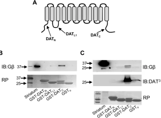 Figure 3. Activation of G proteins with GTP-c-S inhibits DAT function in heterologous systems