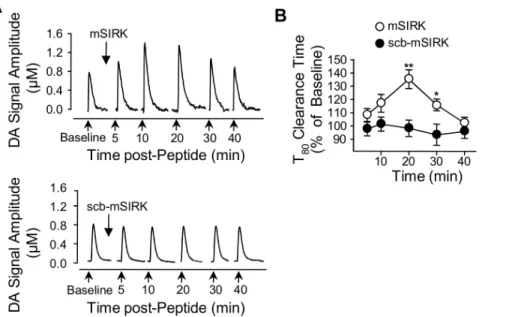 Figure 7. Activation of Gbc subunits reduces DAT activity in vivo. (A) Clearance of exogenously applied DA from the striatum of anesthetized mice