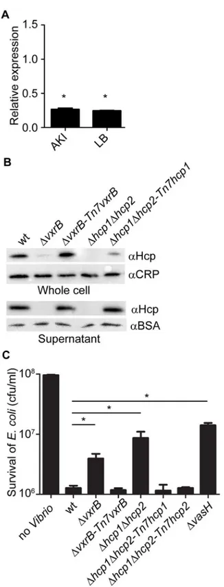 Fig 4. Analysis of Hcp production and secretion in the vxrB mutant. (A) Quantitative real-time PCR analysis of hcp using total RNA isolated from wild-type and ΔvxrB grown in AKI and LB