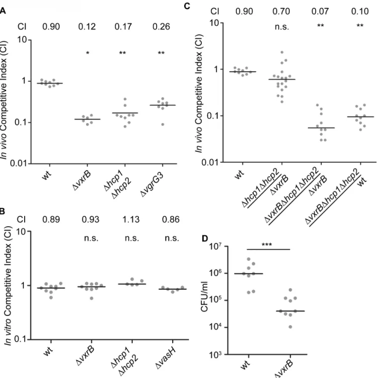 Fig 5. Analysis of the role of T6SS in colonization. (A) Ability of ΔvxrB, ΔvxrB-Tn7vxrB, Δhcp1Δhcp2, ΔvgrG3, to colonize the infant mouse intestine was analyzed using a competition assay with isogenic wild-type strain
