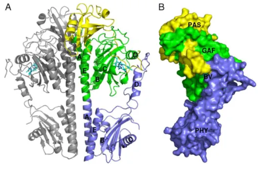 Figure 5-Crystal structure of wild-type PaBphP-PCD. (A) Diagram of the dimeric PaBphP-PCD structure
