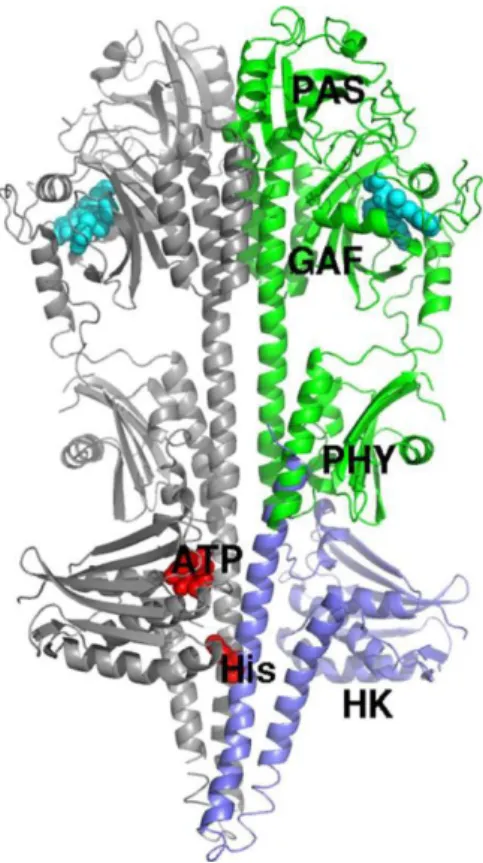Figure 6-Model of the full-length dimeric PaBphP bas on the PaBphP-PCD dimer structure and the sensor HK structure  (PDB accessionID 2C2A) (PAS, GAF, and PHY in green; HK in blue; BV in cyan,)