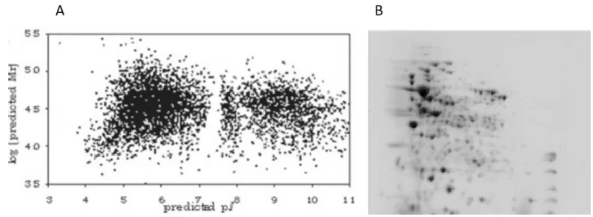 Figure 8-A –Theoretical representation of expressed proteins by  P. aeruginosa  PAO1 mapped by Mw vs pI