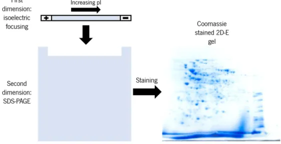 Figure 9-Representation of protein separation in 2D-E electrophoresis. Initially after IEF (first dimension) protein are  separated by their pI