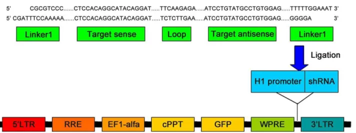 Figure 1. Construction of the pLVTHM vector encoding anti-GLI1 shRNA. For the GLI1-shRNA vector, two single strand DNAs encoding two linkers, the target sequences and a loop element, were synthesized