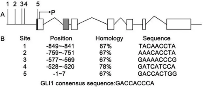 Figure 7. Modulation of GLI1 binding on RegIV promoter was assessed by Chromatin immunoprecipitation (ChIP) assay