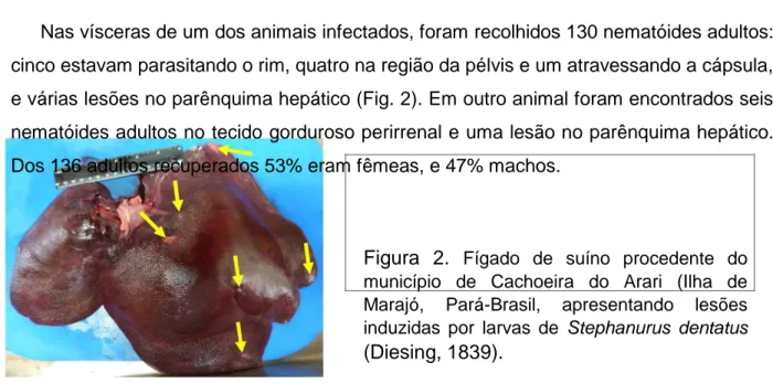 Figura 1. Ovos de Stephanurus dentatus  (Diesing,  1839)  em  amostra  de  urina  de  suíno procedente  do  município  de  Cachoeira  do  Arari,  Ilha de Marajó, Pará-Brasil (Objetiva de 20X)