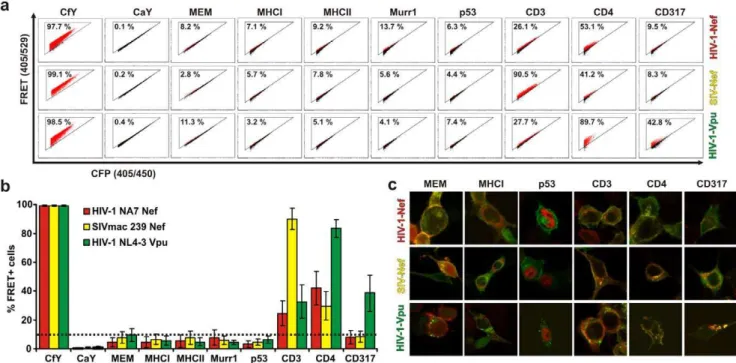 Figure 2. Analyses of protein interactions by FRET. (a) Representative primary FACS-plots showing the amount of FRET+ cells in living 293T cells cotransfected with the indicated CFP and YFP fusion proteins