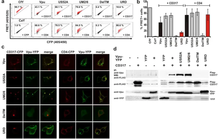 Figure 3. Vpu interacts with CD317 via its transmembrane region. (a) Representative primary FACS-plots showing the amount of FRET+ cells in living 293T cells cotransfected with the indicated CD4 or CD317-CFP and Vpu-YFP fusion proteins