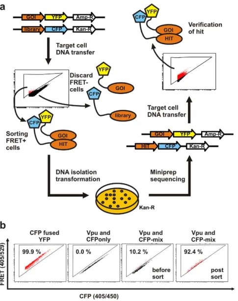 Figure S1 Expression vectors for the generation of fusion proteins. Unmodified pEYFP- or pECFP-C1/N1 (Clontech) vectors were chosen for the generation of fusion proteins