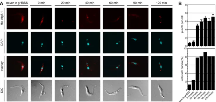 Figure 4. Localization of GFP-TbAtg8 puncta. T. brucei procyclic forms expressing GFP-TbAtg8.1 or GFP-TbAtg8.2 were starved for 2 hours in gHBSS