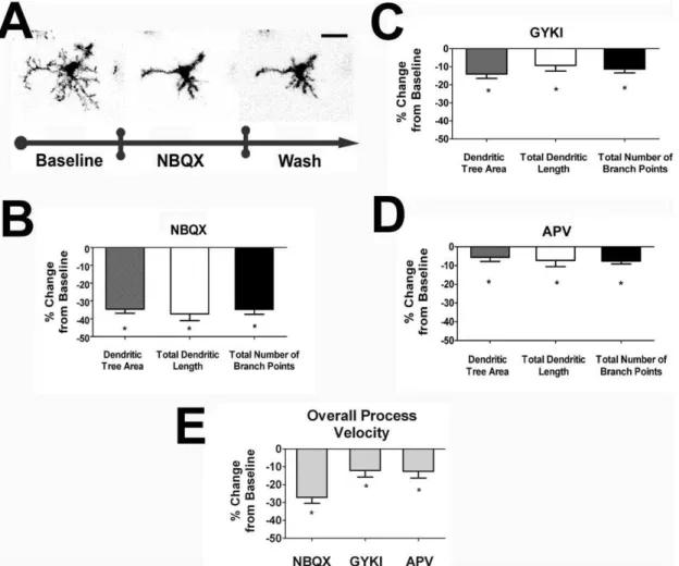 Figure 2. Endogenous ionotropic glutamatergic neurotransmission positively regulate dendritic morphology and process dynamics of retinal microglia