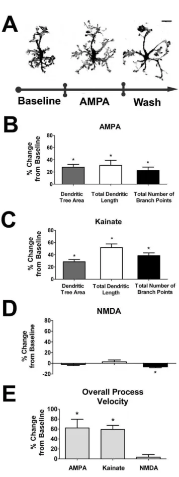 Figure 3. Exogenous ionotropic glutamatergic neurotransmis- neurotransmis-sion increases retinal microglia dendritic morphology and process dynamics