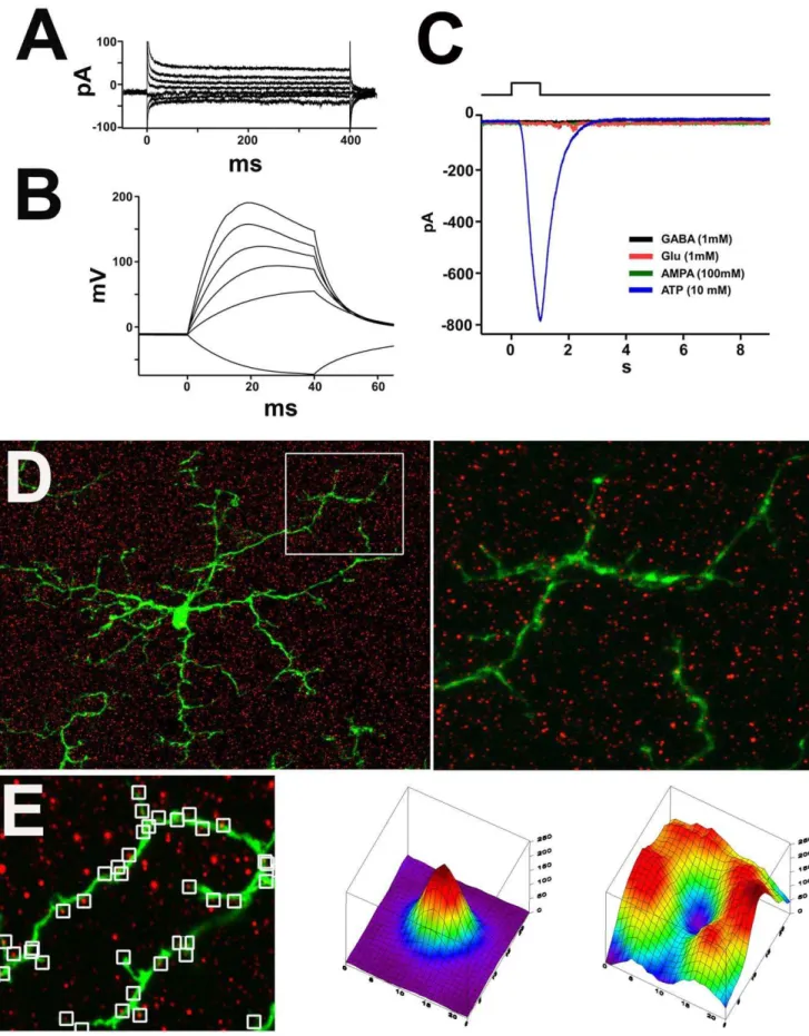 Figure 6. Resting retinal microglia lack direct responses to glutamatergic or GABAergic agonists