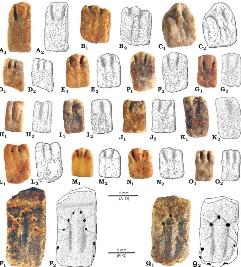 Fig. 6. Osteoderms of Dasypodidae incertae sedis from the middle member of the Geste Formation, middle–late Eocene, Antofagasta de la Sierra, Catamarca  Province, Argentina