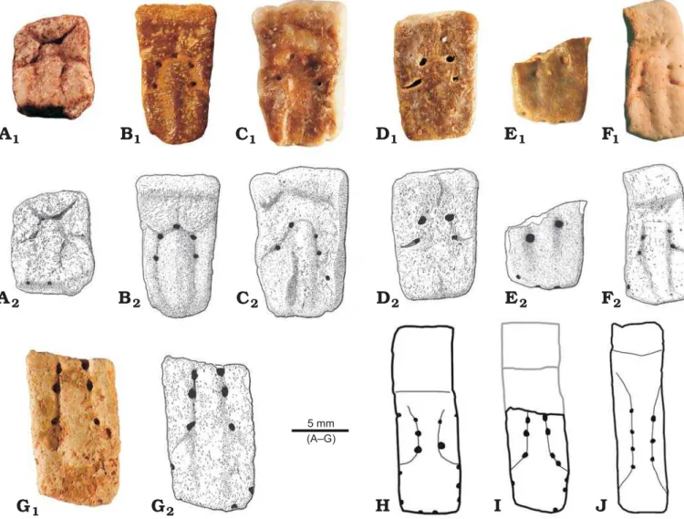 Fig. 4. Dasypodines from the middle member of the Geste Formation, middle–late Eocene, Northwestern Argentina
