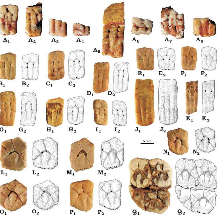 Fig. 5. Osteoderms of euphractin Parutaetus punaensis sp. nov. from the middle member of the Geste Formation, middle–late Eocene, Northwestern  Argentina