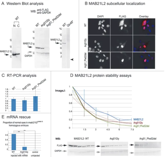 Fig 8. MAB21L2 wild-type and mutant protein studies. A. Western Blot analyses of MAB21L2 wild-type and mutant proteins (with N-terminal FLAG tag) in HLE-B3 cells