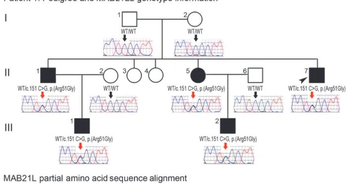 Fig 2. MAB21L2 mutations and protein sequence conservation. A. Three-generation pedigree of Patient 1 with MAB21L2 genotype information