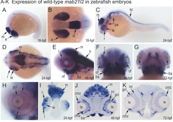 Fig 3. Expression and mutations of zebrafish mab21l2. A-K. Expression pattern of mab21l2 in zebrafish 18–72-hpf embryos