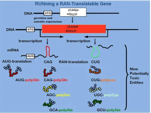 Figure 1. RUNning a RAN-gene. One DNA, two transcripts, seven possible reading frames, potentially nine toxic entities! Both CAG and CTG transcripts could be toxic [12,38], the AUG-initiated polyGln protein reading frame can be toxic, and each of the three