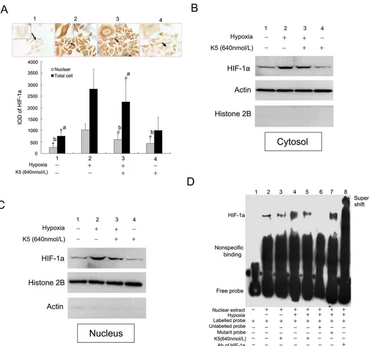 Fig. 5B). It demonstrated that the SDF-1a/CXCR4 axis and chemotaxis movement were involved in the metastasis of LLC cells