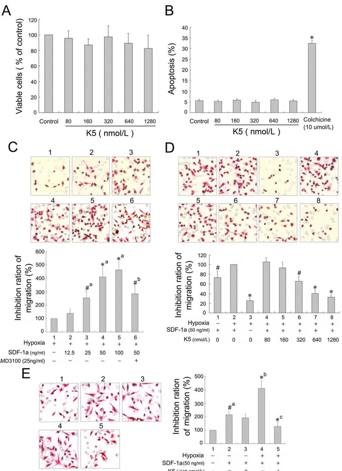 Figure 4. Effect of K5 on the proliferation, apoptosis and migration of LLC cells. (A) The viable cells were quantified by using the MTT assay and data presented absorbance as percentages of respective controls (means 6 SD, n = 3)