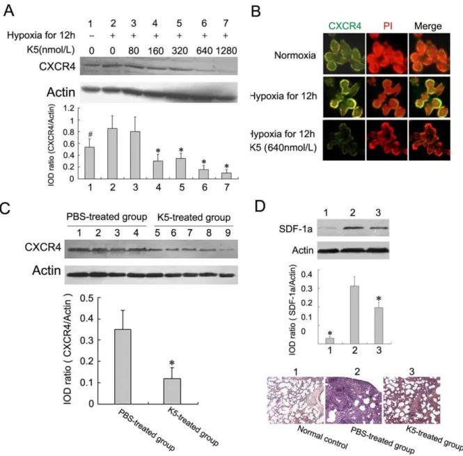 Figure 5. K5 down-regulates the expression of CXCR4 in LLC cells. (A) K5 dose-dependently down-regulated CXCR4 expression in tumor cells treated with hypoxia, and changes in CXCR4 expression were determined by Western blotting analysis ( # P ,0.05, * P ,0.