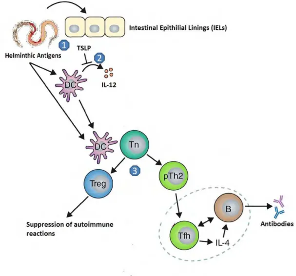 Figure 2: (1) Helminthic antigens induced production of IL-12 and TSLP from Dendritic Cells (DCs) and Intestinal Epithilial Linings (IELs)  respectively